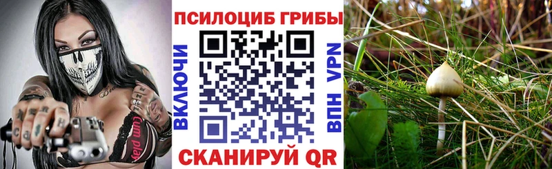 что такое   Жердевка  это какой сайт  Псилоцибиновые грибы MAGIC MUSHROOMS 